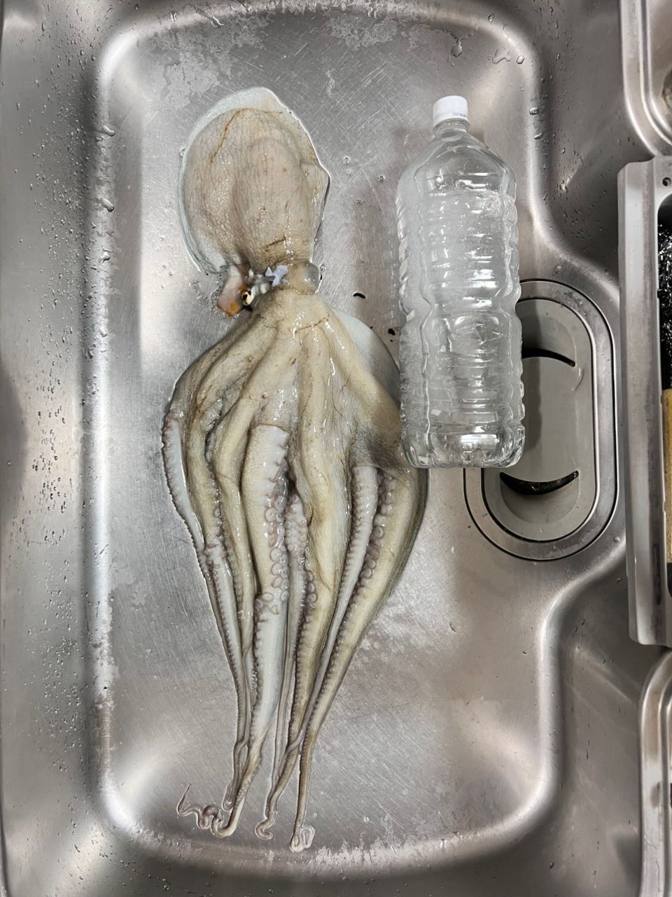 S46_トシさんの釣果 2枚目の画像