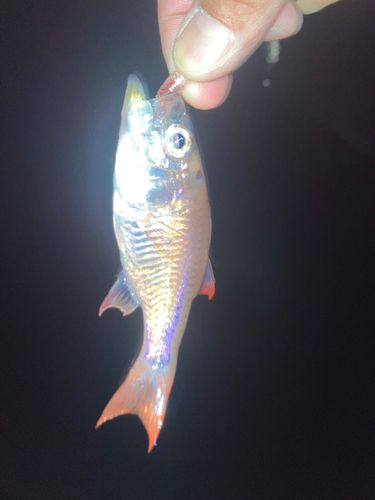 クロホシイシモチの釣果