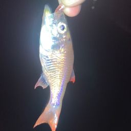 クロホシイシモチ