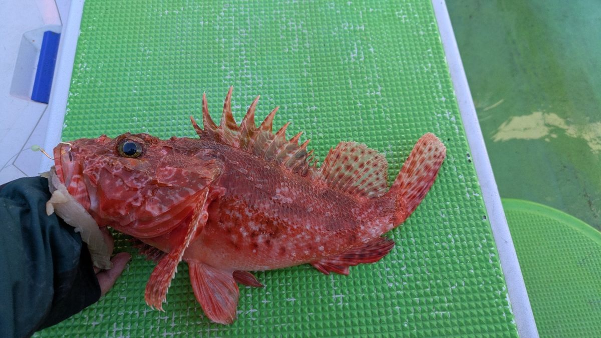 釣りか猫かさんの釣果 1枚目の画像