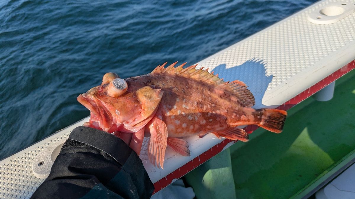釣りか猫かさんの釣果 1枚目の画像