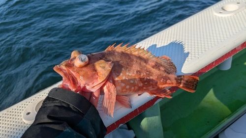 ウッカリカサゴの釣果