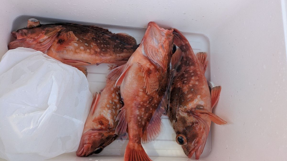 釣りか猫かさんの釣果 2枚目の画像