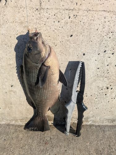 メジナの釣果