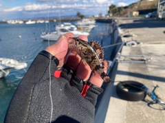 ガシラの釣果