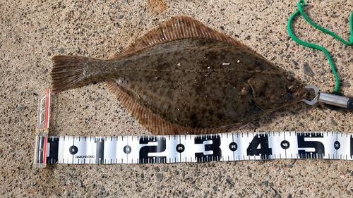 イシガレイの釣果