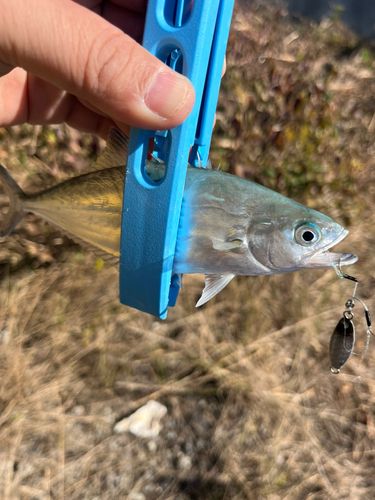 イケカツオの釣果