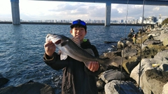 スズキの釣果