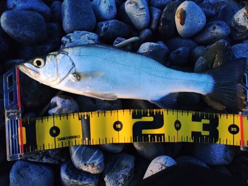 セイゴ（ヒラスズキ）の釣果