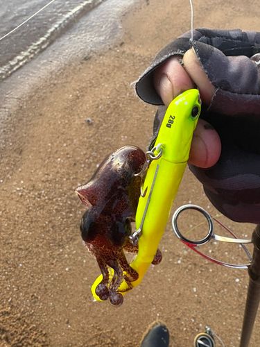 ミミイカの釣果