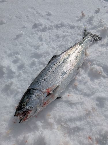 サクラマスの釣果
