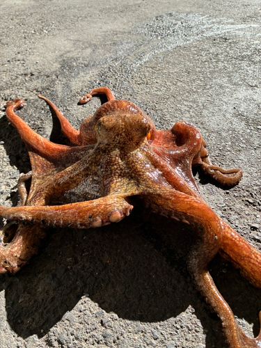 タコの釣果