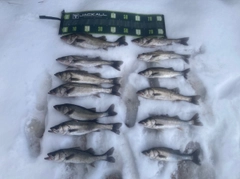 シーバスの釣果