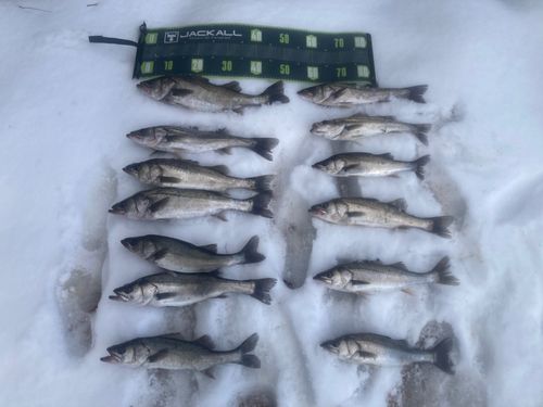 シーバスの釣果