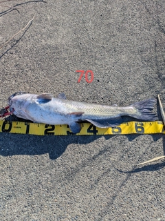 アメリカナマズの釣果