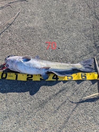 アメリカナマズの釣果