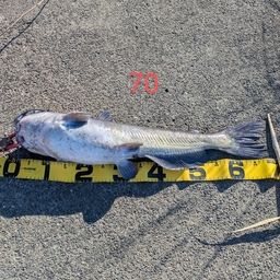 アメリカナマズ