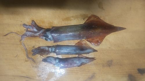 ヤリイカの釣果