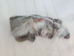 タコの釣果