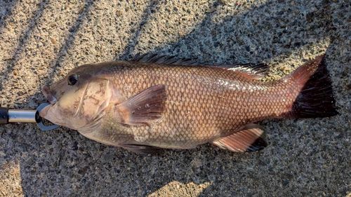 コブダイの釣果