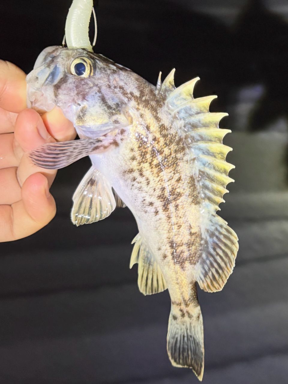 PALMS ピンウィール PFSS-88MLLの最安値・インプレ・釣果 | 本音の