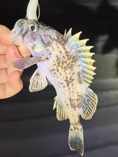 クロソイの釣果