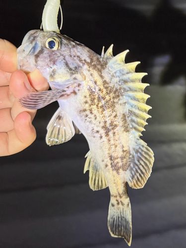 クロソイの釣果