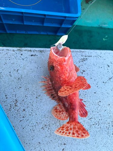オニカサゴの釣果