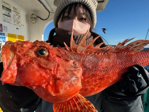 オニカサゴの釣果