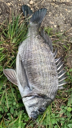 ミナミクロダイの釣果