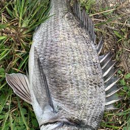 ミナミクロダイ