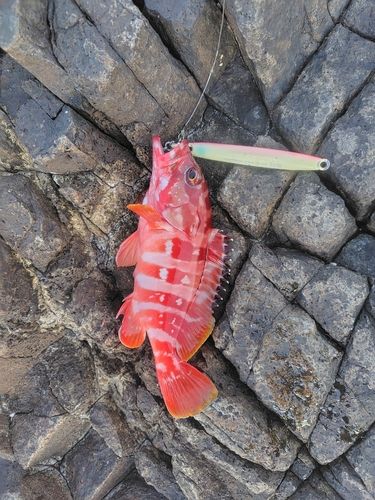 アカハタの釣果