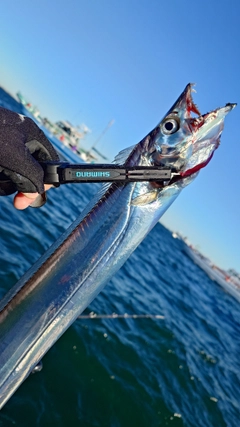 タチウオの釣果