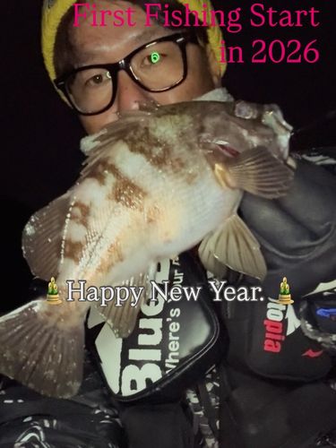 クロメバルの釣果