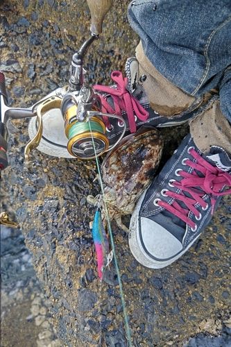 コウイカの釣果