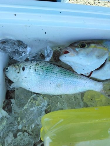 コノシロの釣果