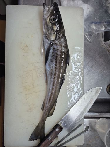 スケトウダラの釣果