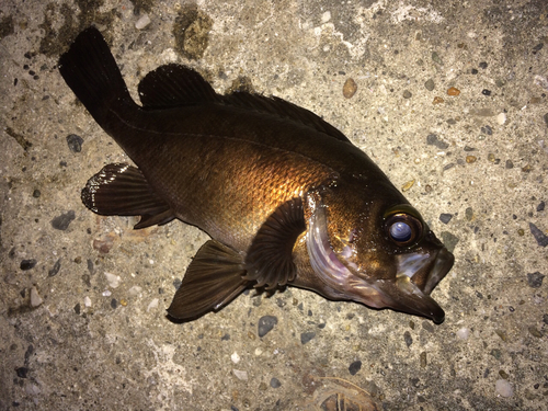 メバルの釣果