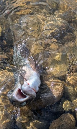 ニジマスの釣果
