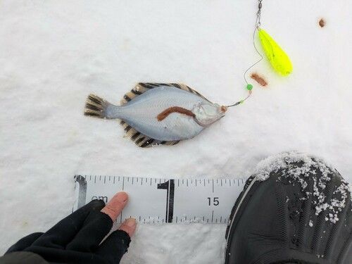 カワガレイの釣果