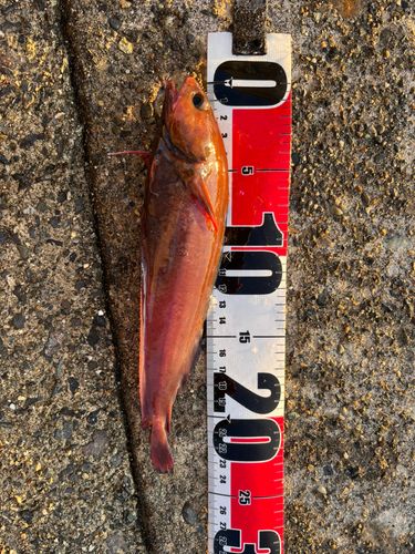 チゴダラの釣果