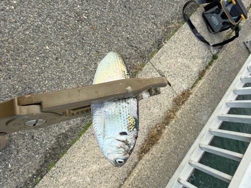 コノシロの釣果