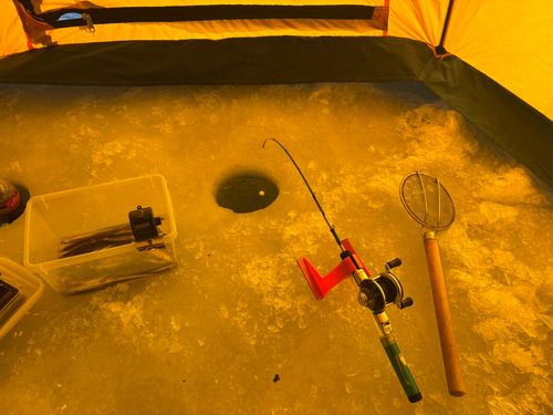 ワカサギの釣果