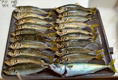 アジの釣果