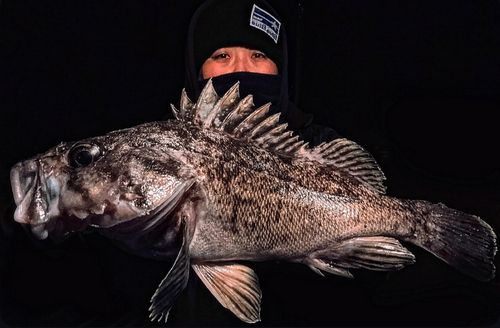 クロソイの釣果