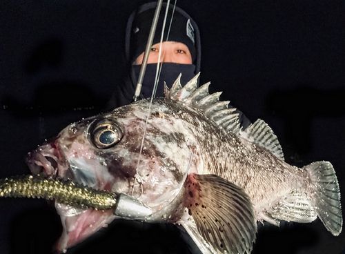 クロソイの釣果