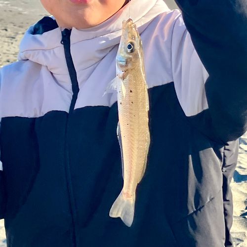 シロギスの釣果