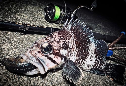 クロソイの釣果