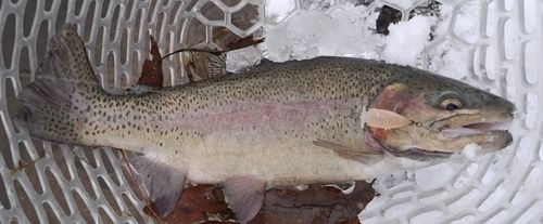 ニジマスの釣果