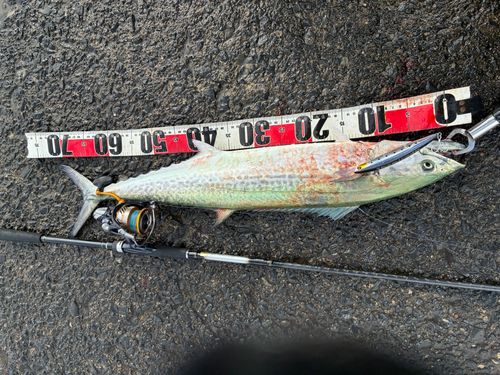 サワラの釣果